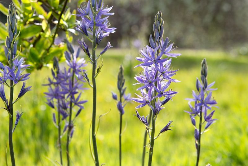 Camassia leichtlinii (Wild Hyacinth)