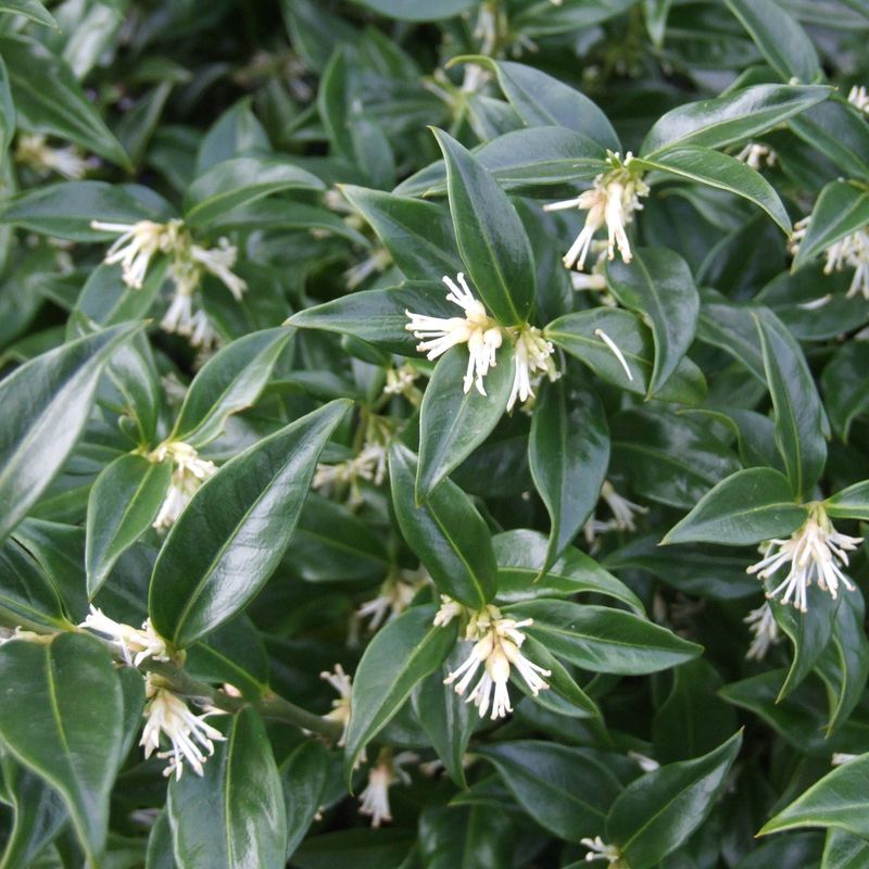 Sweetbox (Sarcococca spp.)