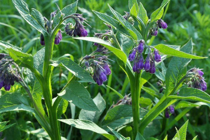 Comfrey