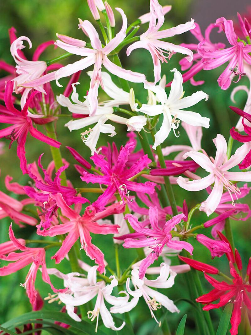Nerine