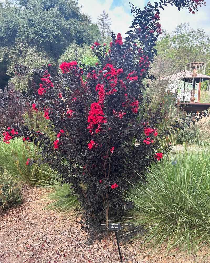 Crape Myrtle