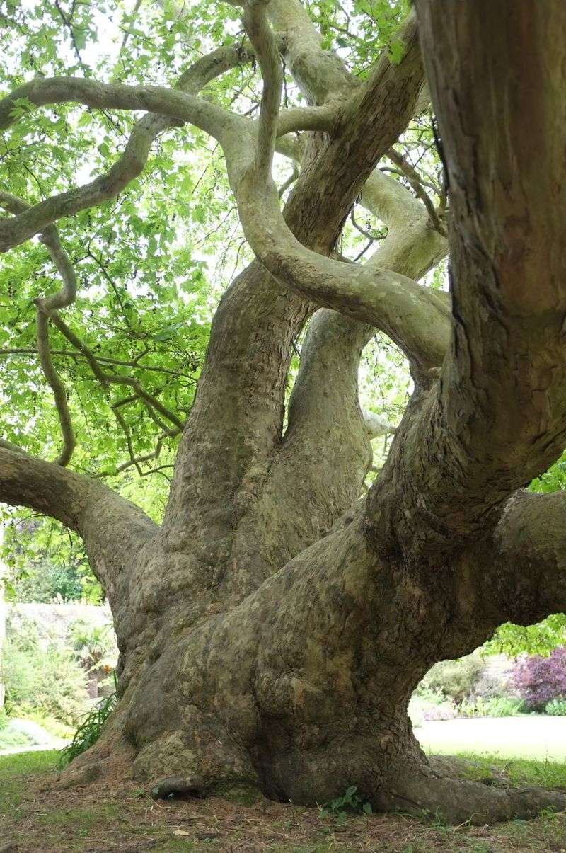 Plane Tree