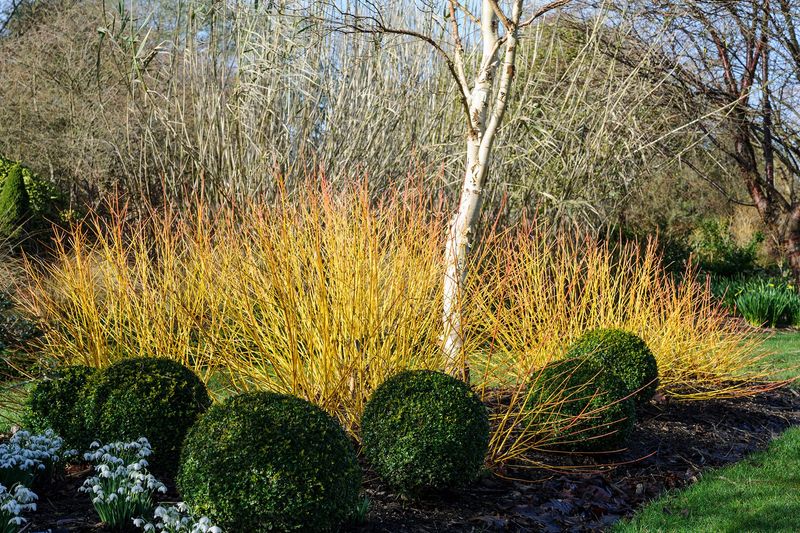 Dogwood's Seasonal Drama