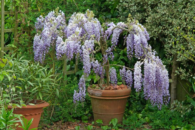 Wisteria
