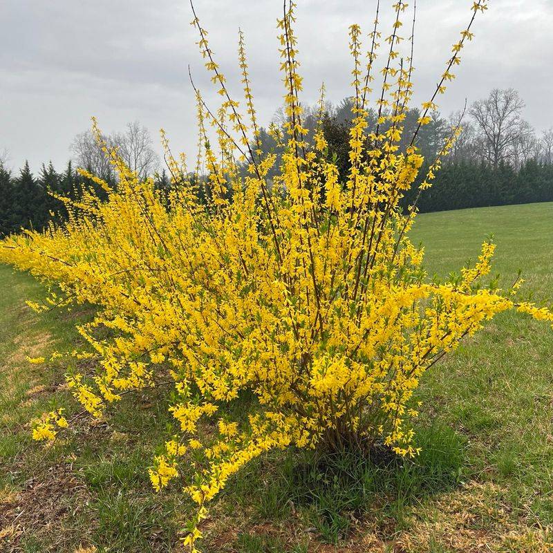 Forsythia