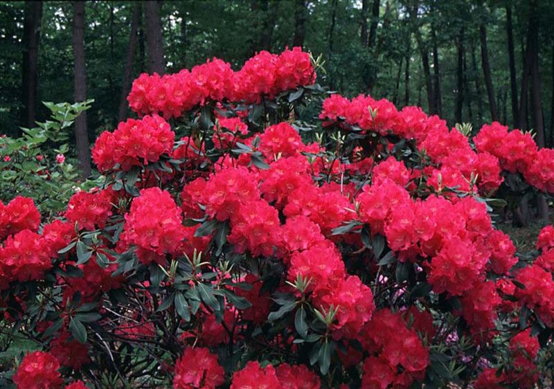 Rhododendron 'Nova Zembla'