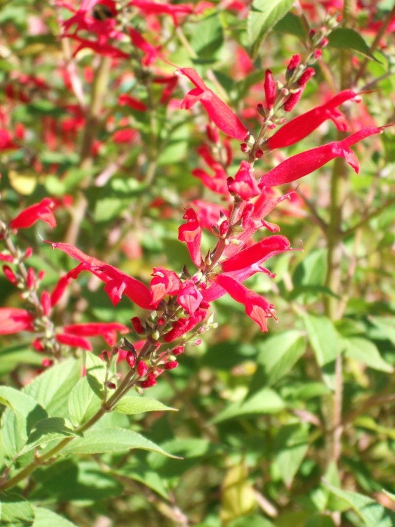 Pineapple Sage (Salvia elegans)