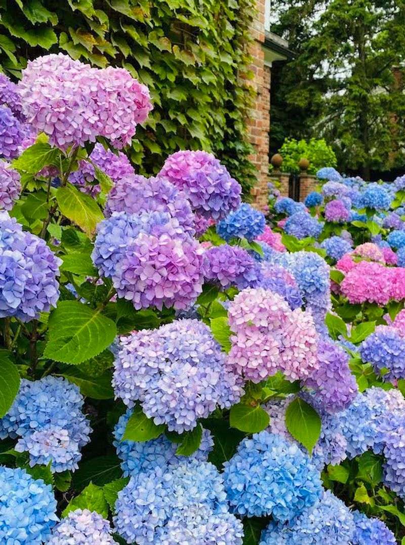 Hydrangeas