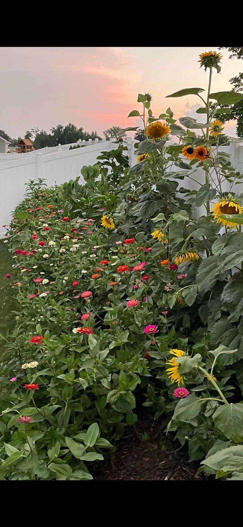 Sunflowers and Zinnias