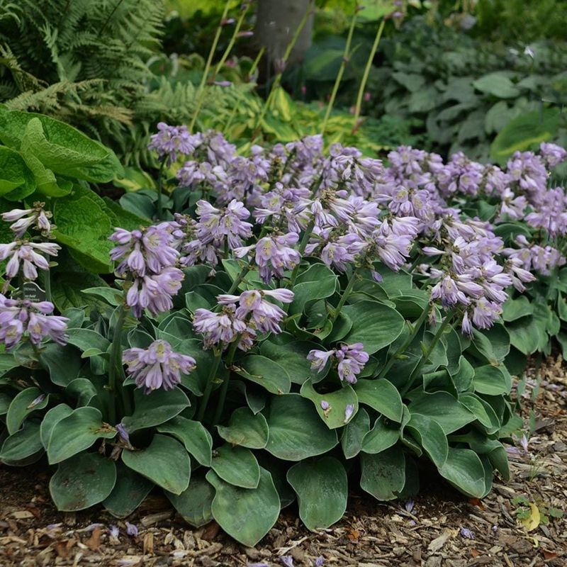 Hosta
