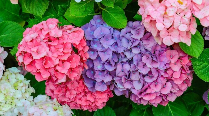 Hydrangea