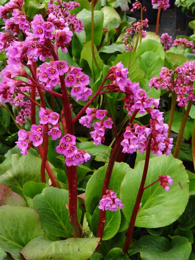 Bergenia