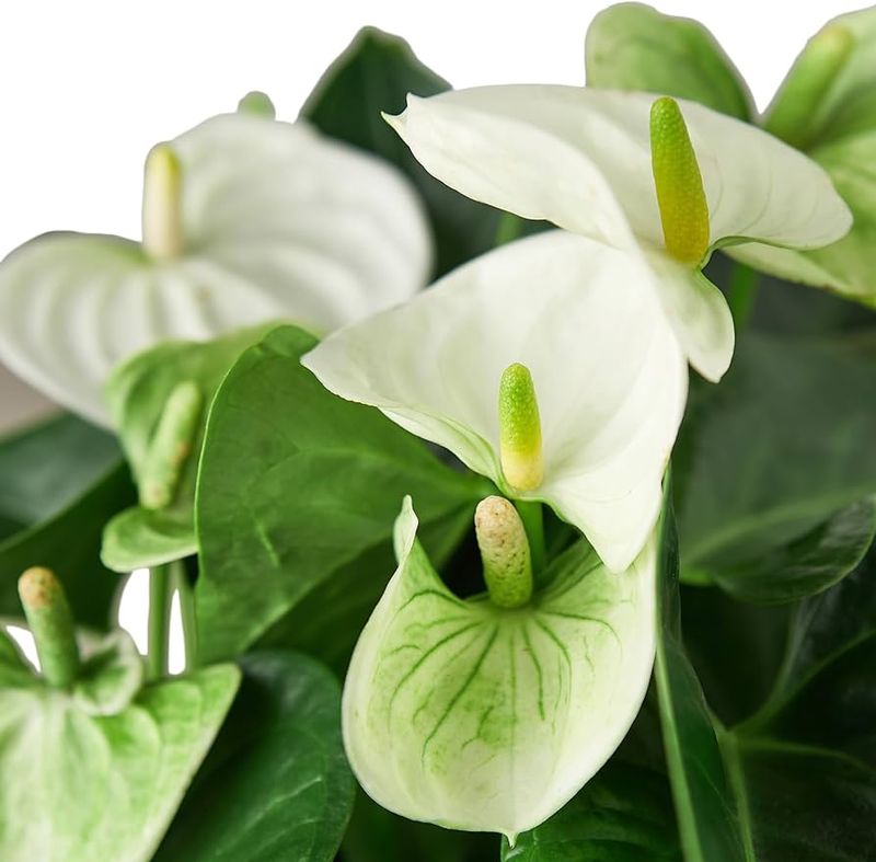 White Anthurium (Anthurium andraeanum ‘White’)