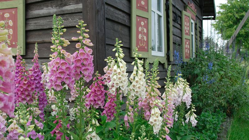 Foxglove (Digitalis purpurea)