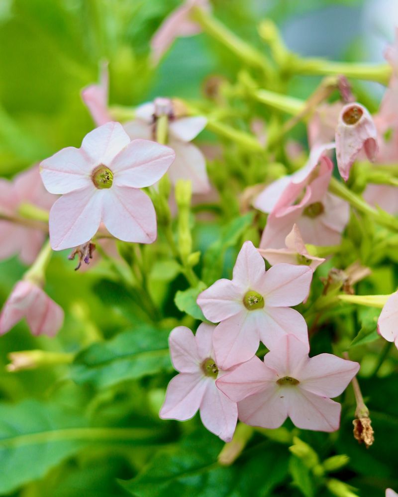 Nicotiana (Flowering Tobacco)
