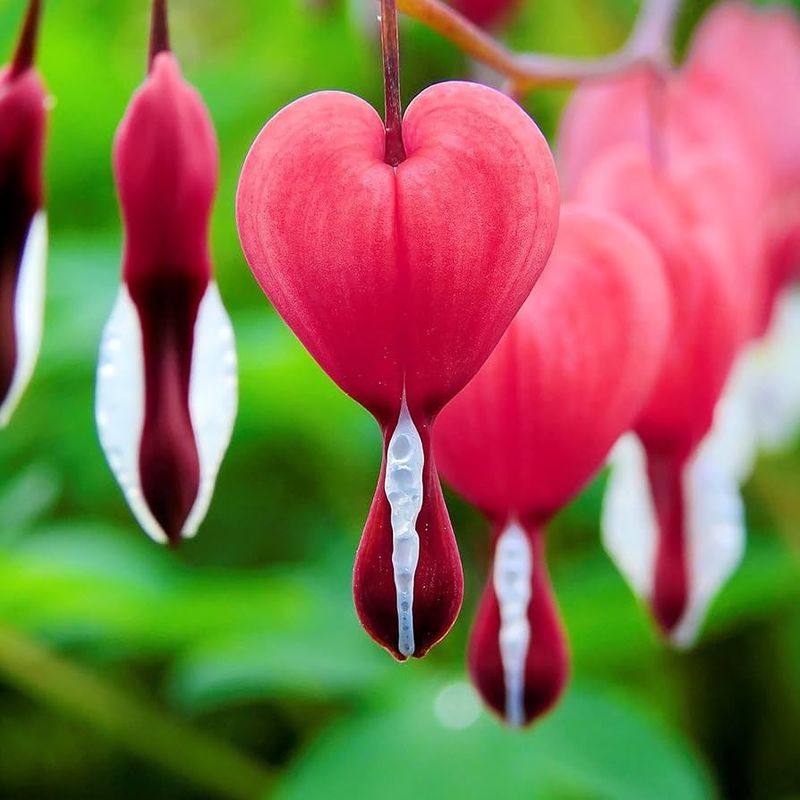 Bleeding Heart 'Valentine'