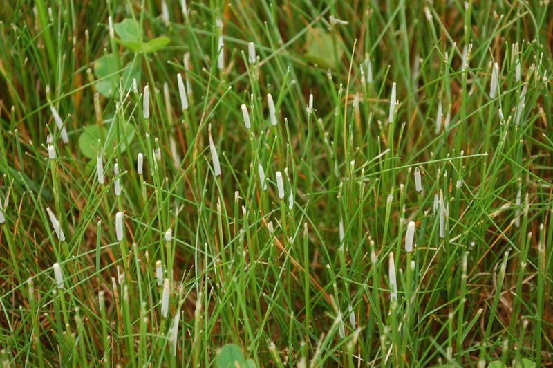 Endophytic Fungi (Various species)