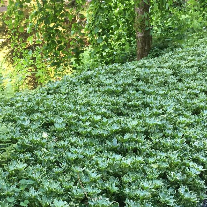 Pachysandra
