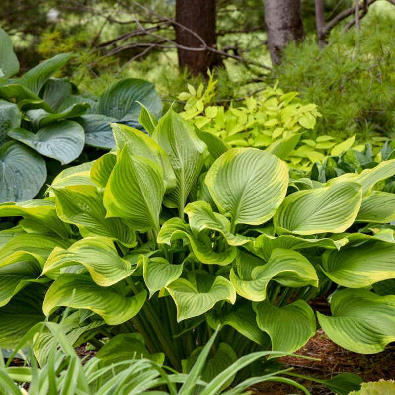 Hosta