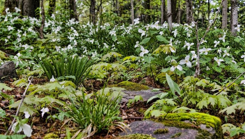 Trillium
