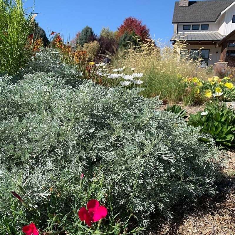 Artemisia 'Powis Castle'