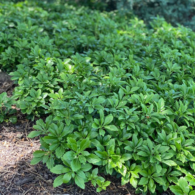 Pachysandra Terminalis