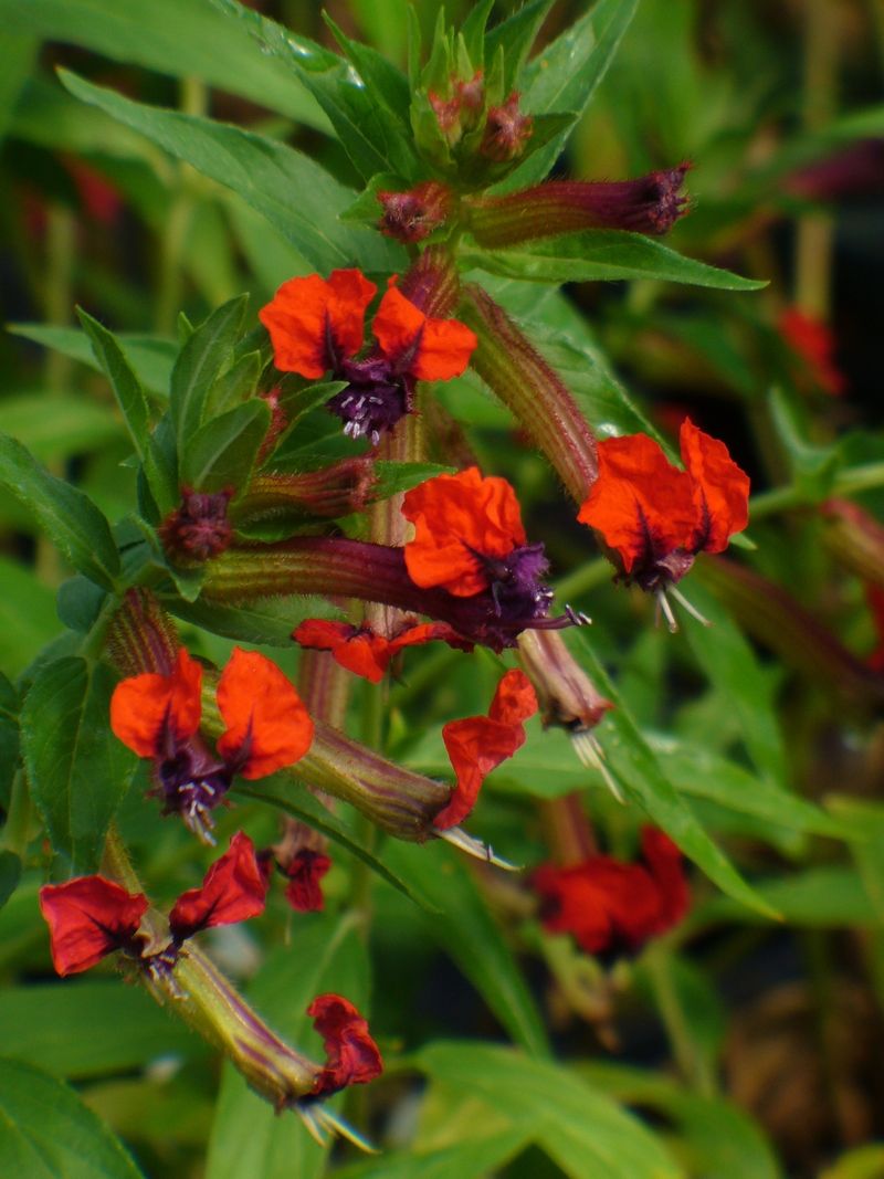 Cuphea (Bat Face Flower) 😮