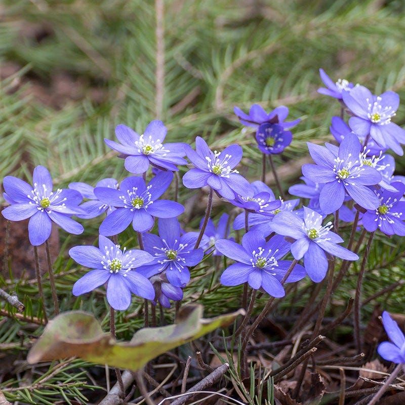 Hepatica