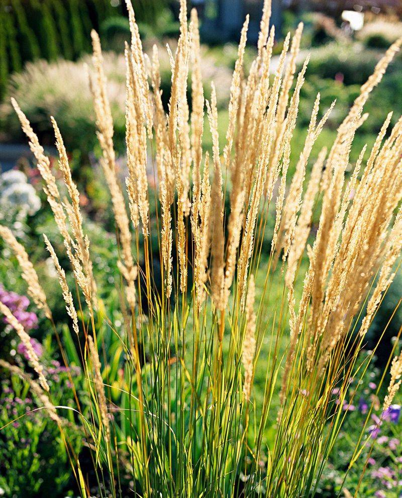Feather Reed Grass (Calamagrostis x acutiflora)