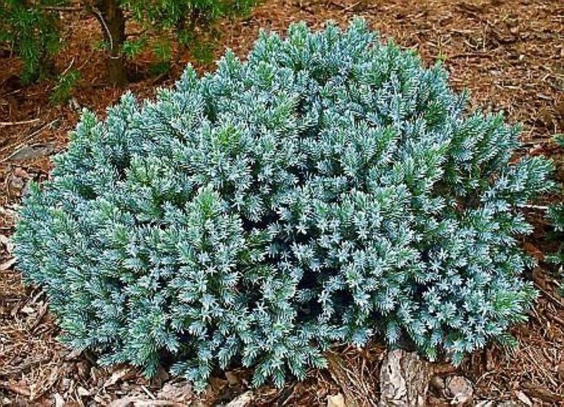 Blue Star Juniper