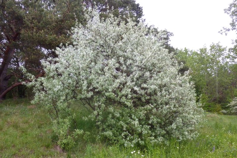 Russian Olive (Elaeagnus angustifolia)
