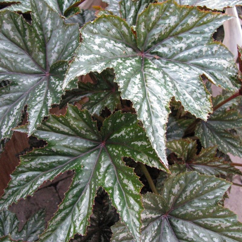 Griffon Begonia
