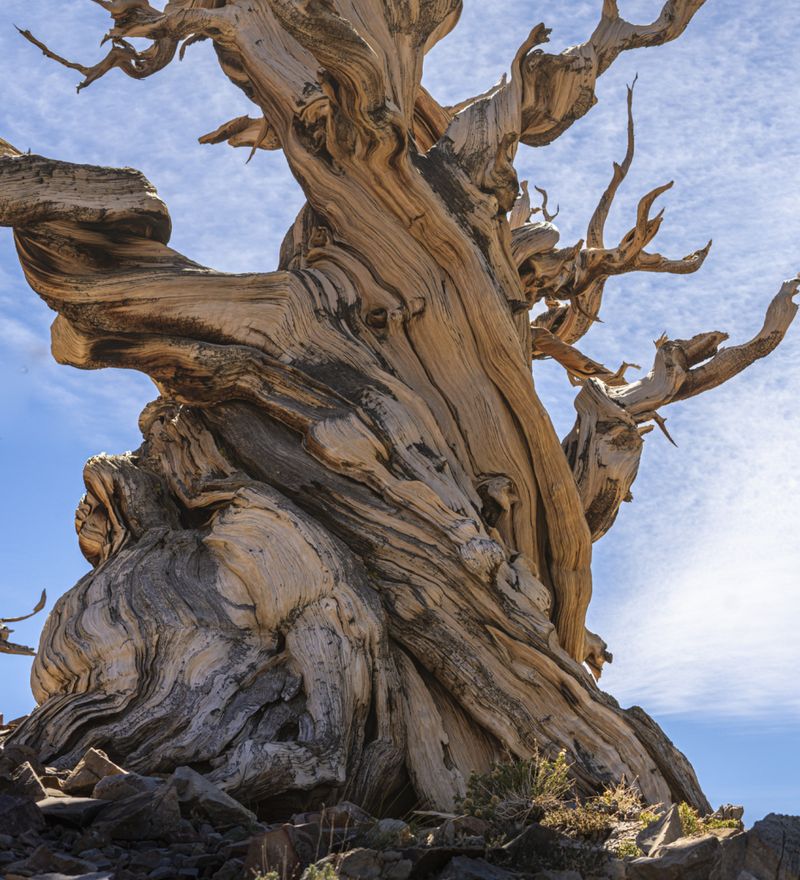 Bristlecone Pine
