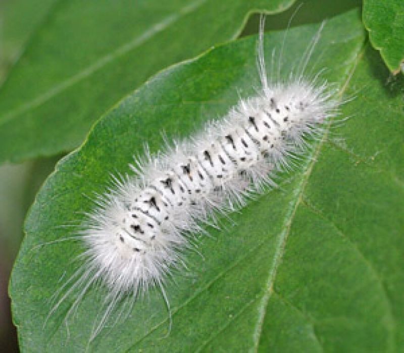 Hickory Tussock Moth Caterpillar