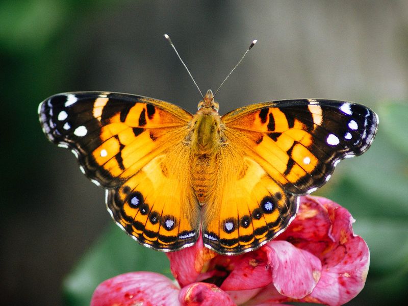 Notice the Orange-Red Upper Wings