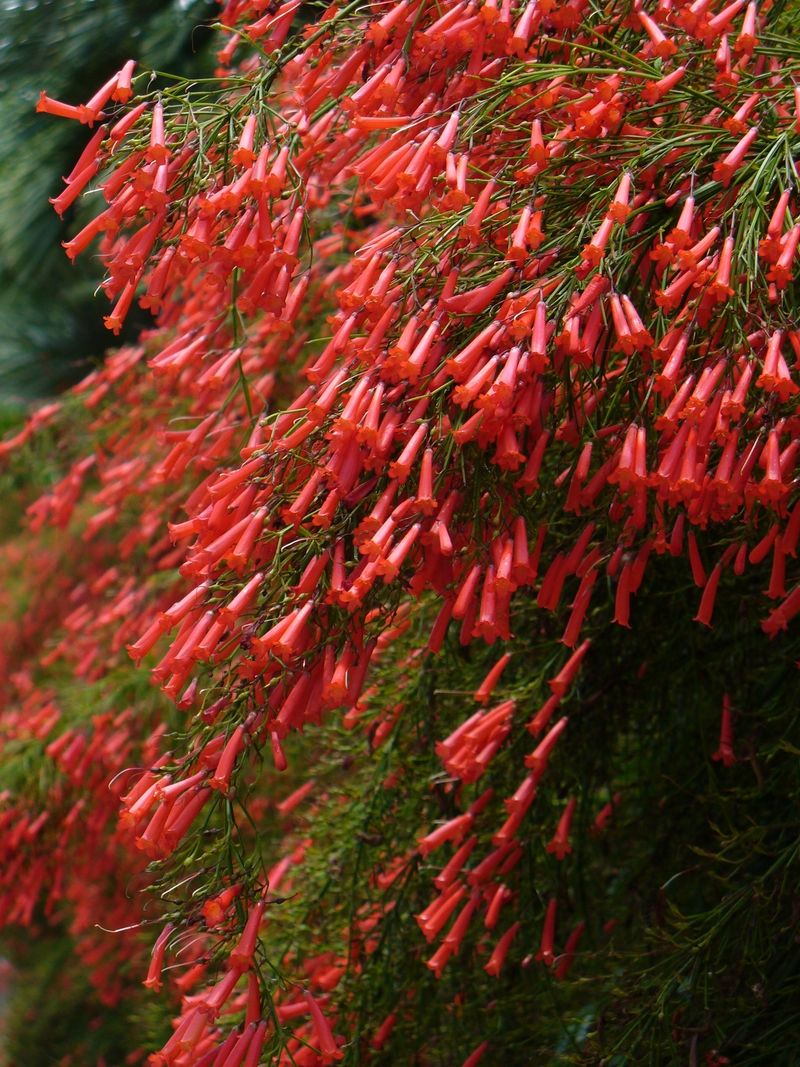 Firecracker Plant (Russelia equisetiformis) 🎆