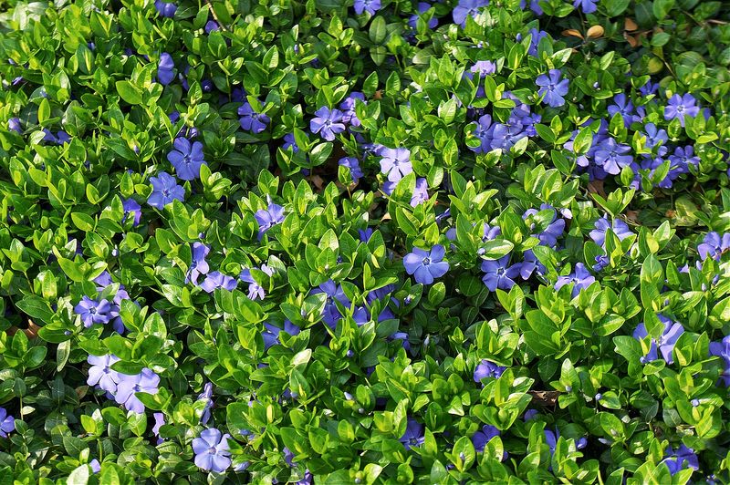 Vinca Minor