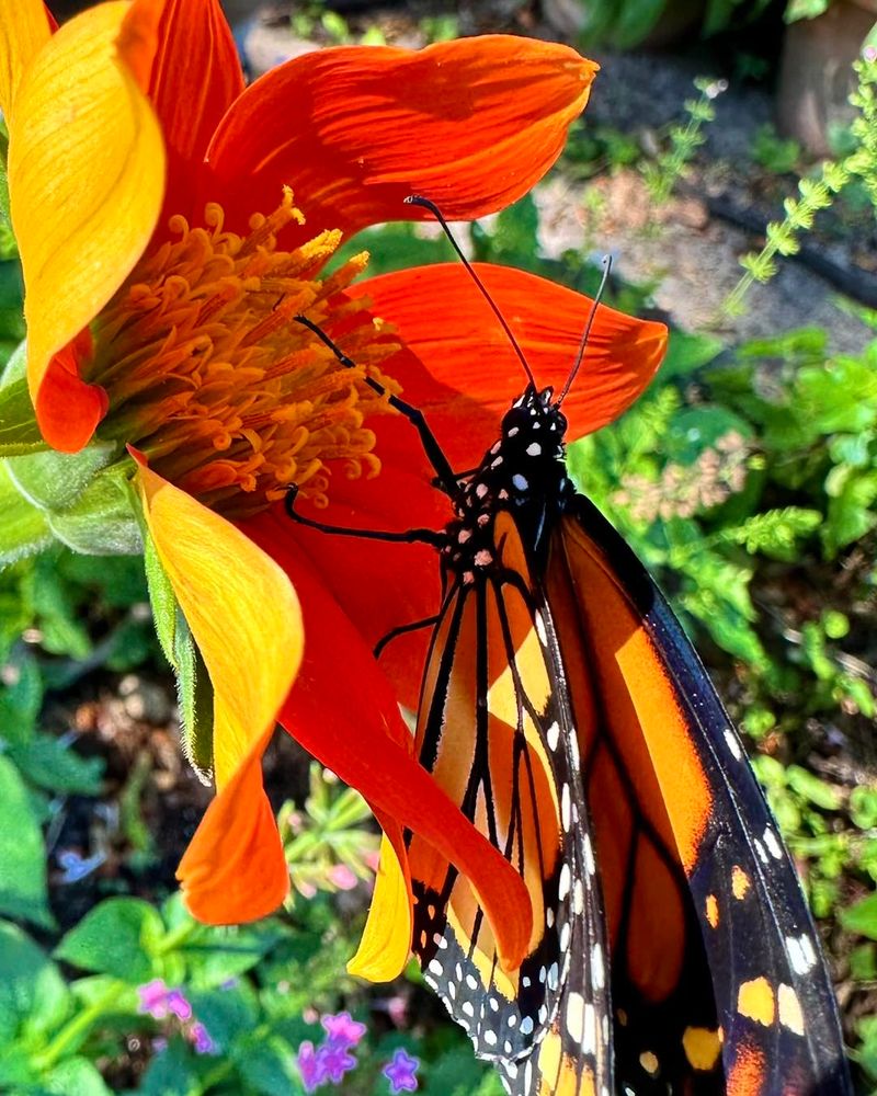 Tithonia (Mexican Sunflower)