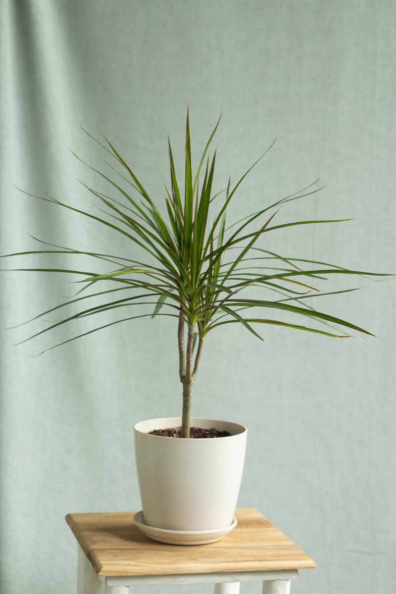 Dracaena Marginata (Dragon Tree)
