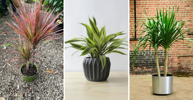Low-Maintenance, High Impact: These Dracaena Varieties Are Blowing Up Right Now!