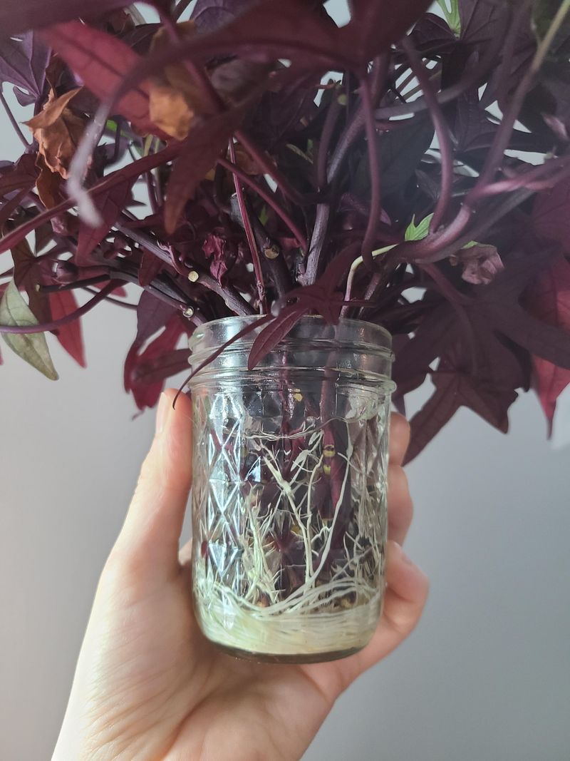 Sweet Potato Vine