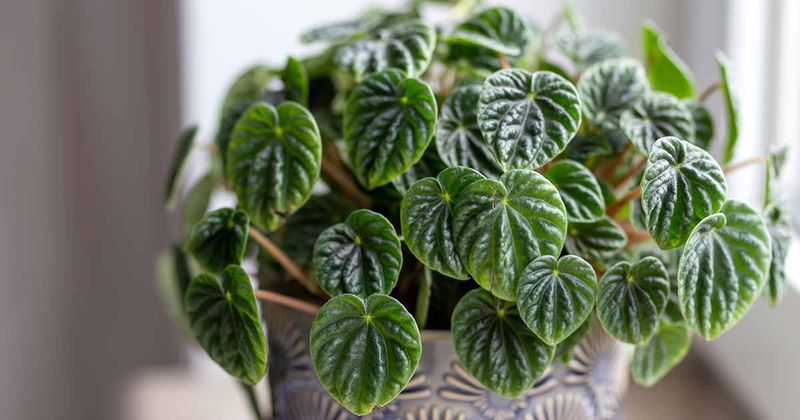 Peperomia