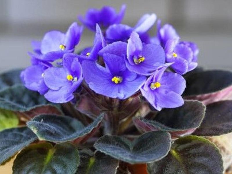 African Violet (Saintpaulia)