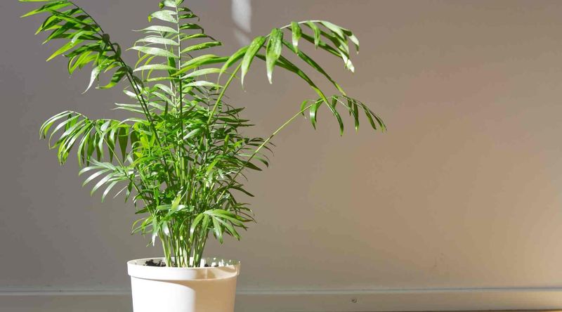 Parlor Palm (Chamaedorea elegans)