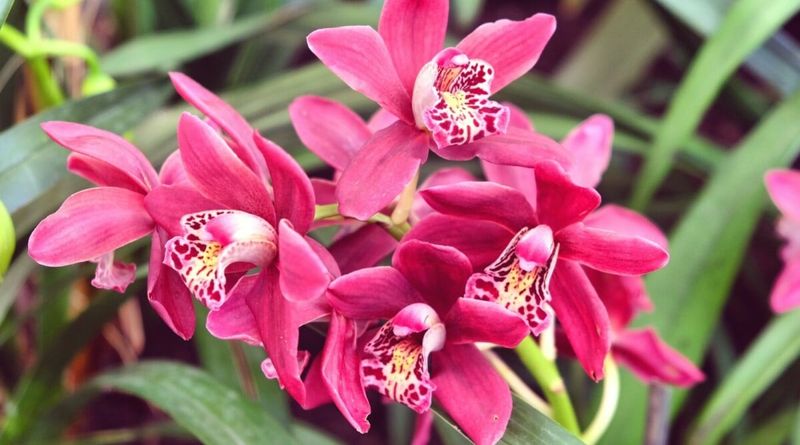 Cymbidium Orchid