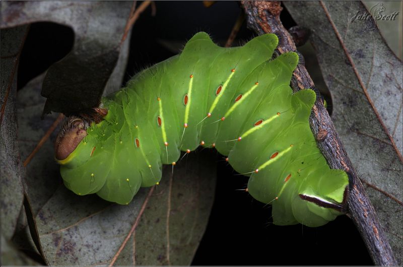 Polyphemus Moth Caterpillar