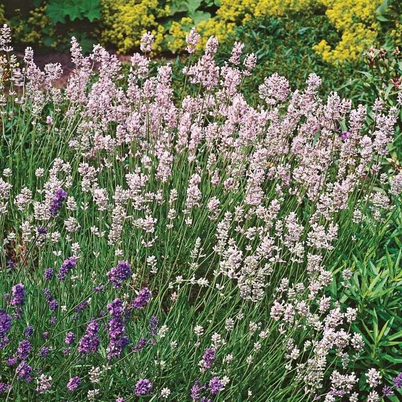 Lavender 'Pink Perfume'