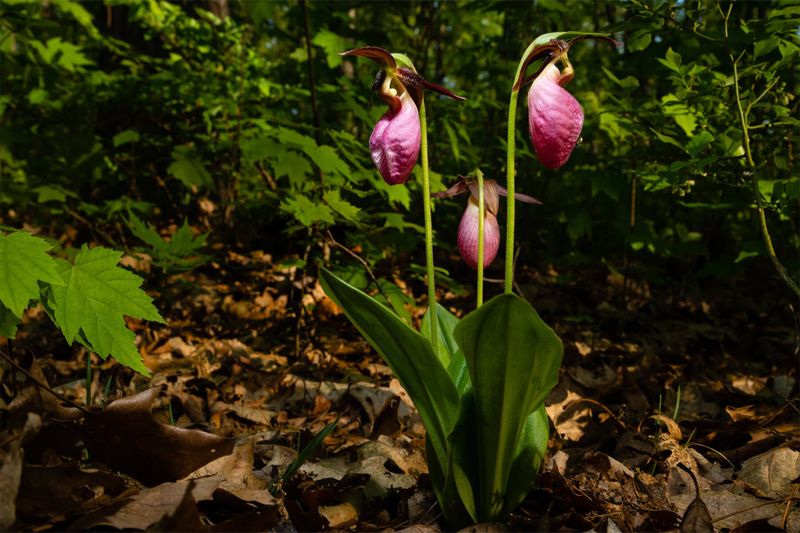 Lady's Slipper Orchid
