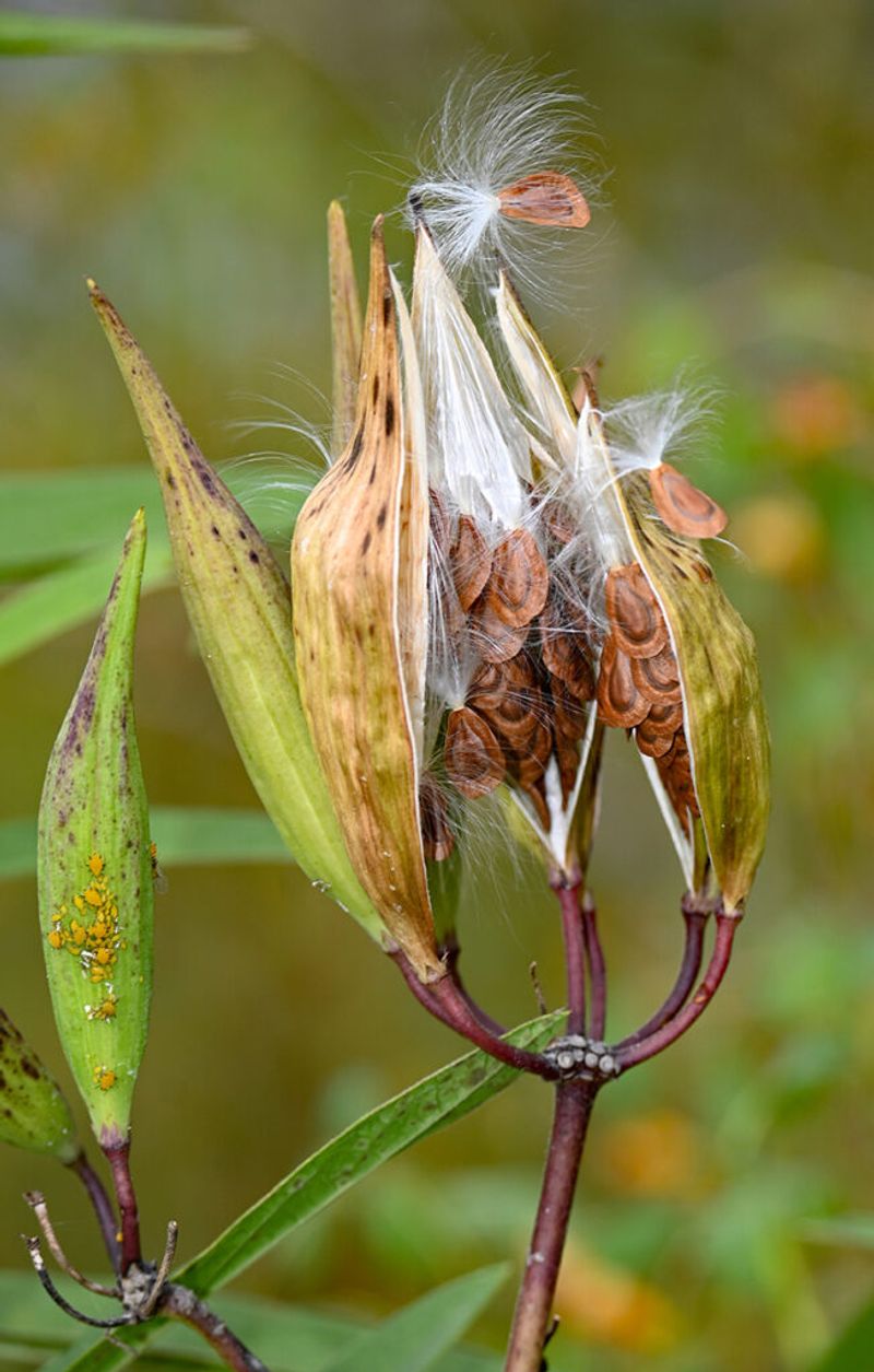 Milkweed Magic