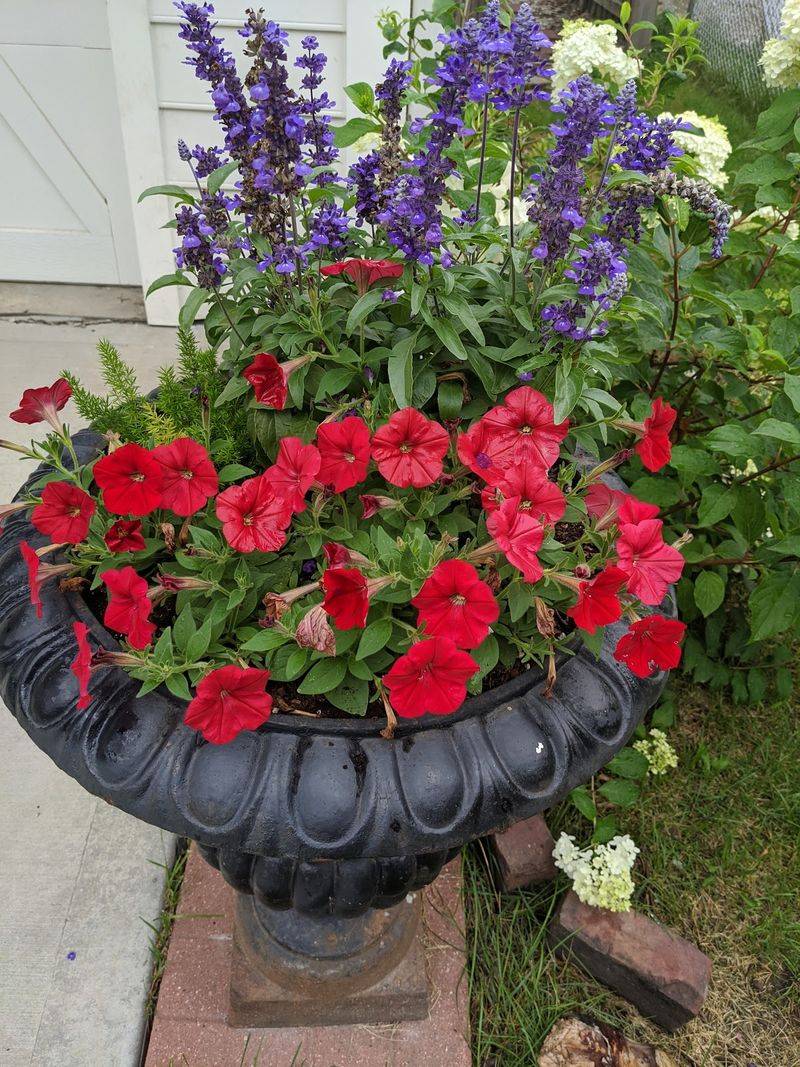 Sparkling Salvia Spiral